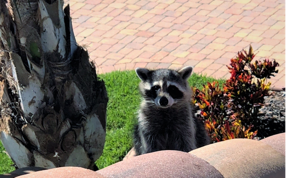 Palm Bay Wildlife Removal