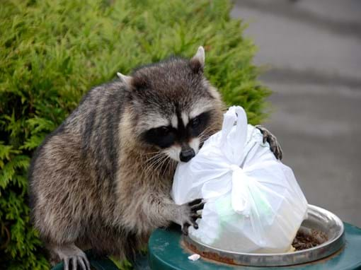 Raccoon Removal